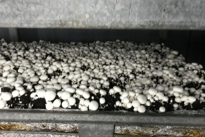 DARBAS GRYBŲ ŪKYJE ŠVEDIJOJE MOTERIMS-0