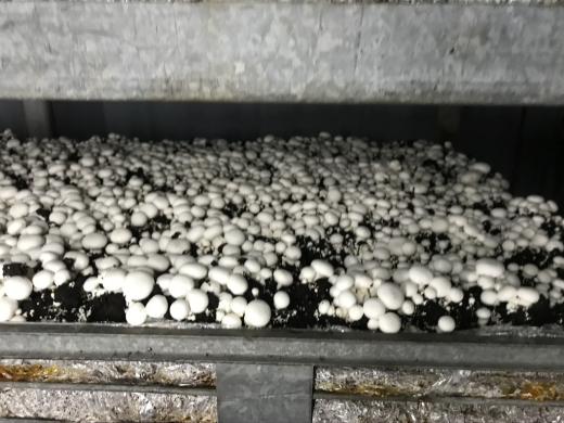 DARBAS GRYBŲ ŪKYJE ŠVEDIJOJE MOTERIMS-0
