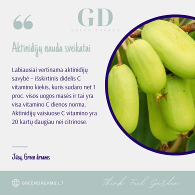 EL. PARDUOTUVĖ “GREEN DREAMS LT” PARDUODA AKTINIDIJŲ SODINUKUS-1