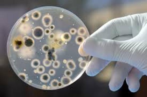 Pelėsio naikinimas-1