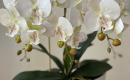 Dirbtinė orchidėja-1