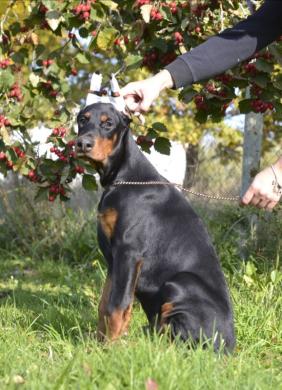 PARDUODU DOBERMANUS-1