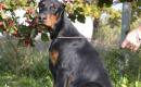 PARDUODU DOBERMANUS-1