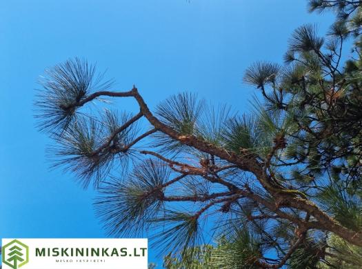 Perkame mišką Visoje Lietuvoje. Kirtavietes, jaunuolynus, brandžius-1