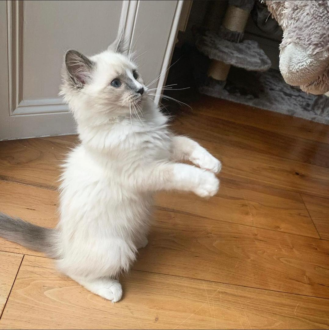 Mielas katinukas-0