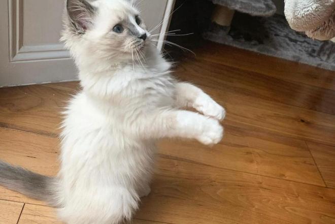 Mielas katinukas-0