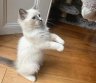 Mielas katinukas-0