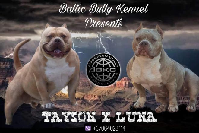 AMERICAN BULLY šuniukų vada-0