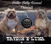 AMERICAN BULLY šuniukų vada-0