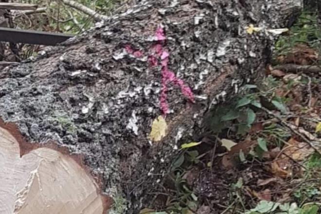 Tvarkau sklypus,atlieku įvairius ūkio darbus.-0