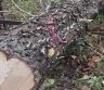 Tvarkau sklypus,atlieku įvairius ūkio darbus.-0