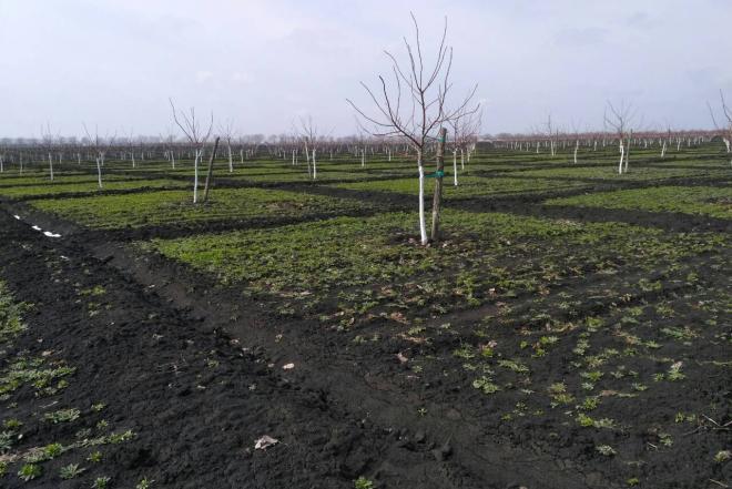 Pirmą kartą Baltijos šalyse graikinių riešutų sodinukai-0
