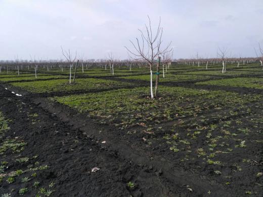 Pirmą kartą Baltijos šalyse graikinių riešutų sodinukai-0