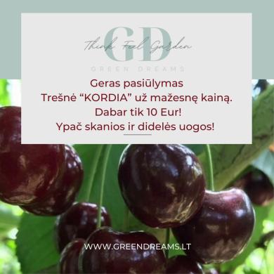 PARDUODAME VAISMEDŽIŲ SODINUKUS: TREŠNĖS, VYŠNIA, ABRIKOSAI, NEKTARINAI, SLYVA, AKTINIDIJA el. parduotuvėje www.Greendreams.lt-2