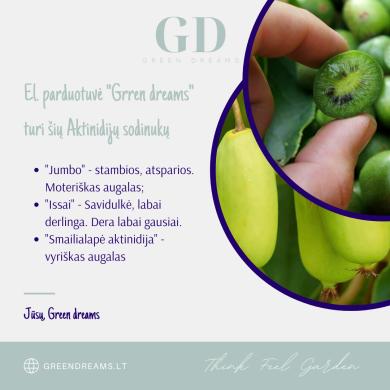 EL. PARDUOTUVĖ “GREEN DREAMS LT” PARDUODA AKTINIDIJŲ SODINUKUS-2