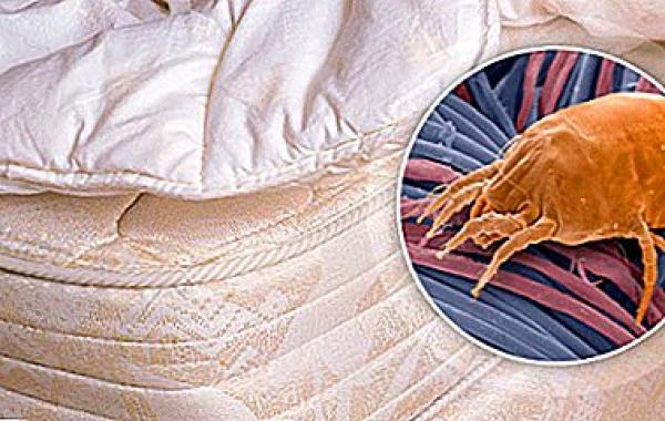 Alergenų naikinimas-2