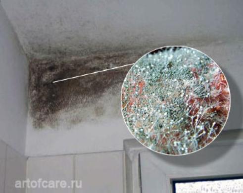 Pelėsio naikinimas-2