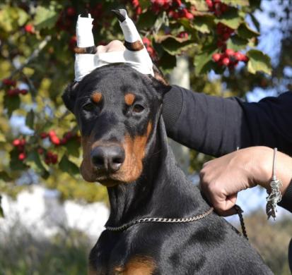 PARDUODU DOBERMANUS-2