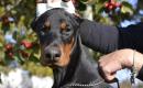 PARDUODU DOBERMANUS-2