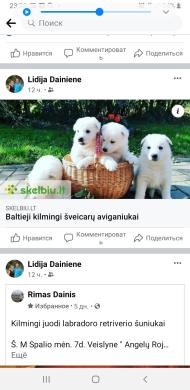 Kilmingi Balti Šveicarų Aviganiukai-2