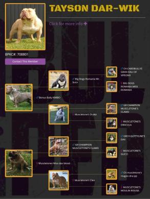AMERICAN BULLY šuniukų vada-6