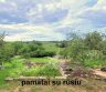 Parduodamas sodo sklypas su pamatais ir rūsiu-0