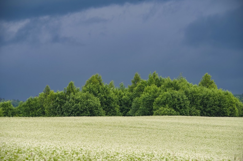 BRANGIAI PERKAME ŽEMĖS ŪKIO IR MIŠKŲ ŪKIO SKLYPUS-0