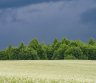 BRANGIAI PERKAME ŽEMĖS ŪKIO IR MIŠKŲ ŪKIO SKLYPUS-0