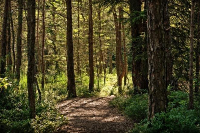 Parduodamas 1,40 ha žemės sklypas Širvintų rajone, Bilotų kaime.-0