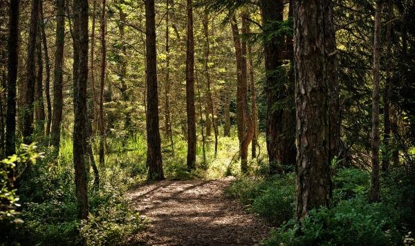 Parduodamas 1,40 ha žemės sklypas Širvintų rajone, Bilotų kaime.-0
