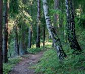 Parduodamas 1,8246 ha žemės sklypas Širvintų rajone, Bilotų kaime.-0