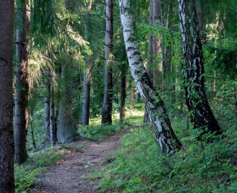 Parduodamas 1,8246 ha žemės sklypas Širvintų rajone, Bilotų kaime.-0