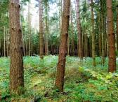 Parduodamas 1,0400 ha žemės sklypas Žvagakalnio k-0