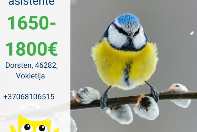 Slaugytojo asistentė Vokietija-0