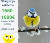 Slaugytojo asistentė Vokietija-0