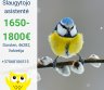 Slaugytojo asistentė Vokietija-0