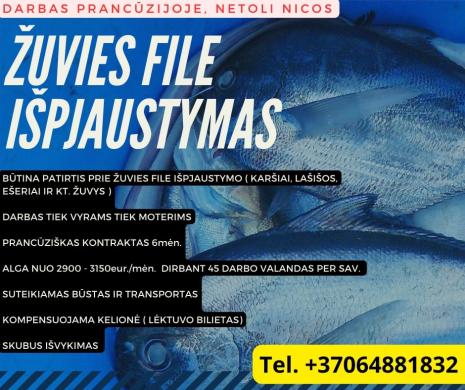 DARBAS ZUVIES FABRIKE PRANCUZIJOJE - FILE ISPJAUSTYMAS-0