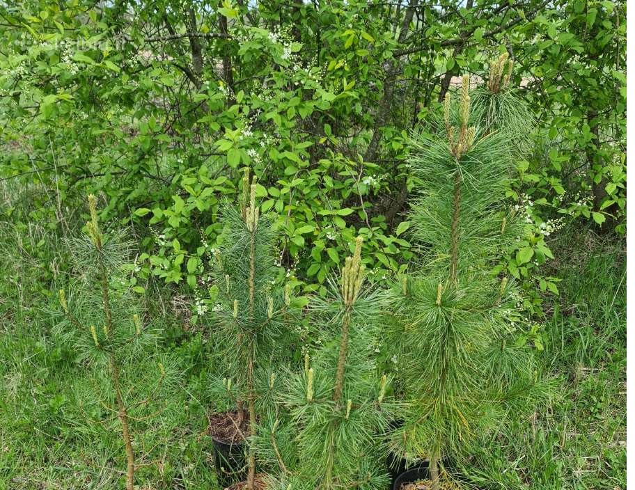 Parduodami KEDRU SODINUKAI-0