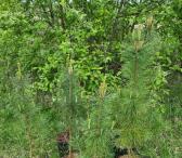 Parduodami KEDRU SODINUKAI-0