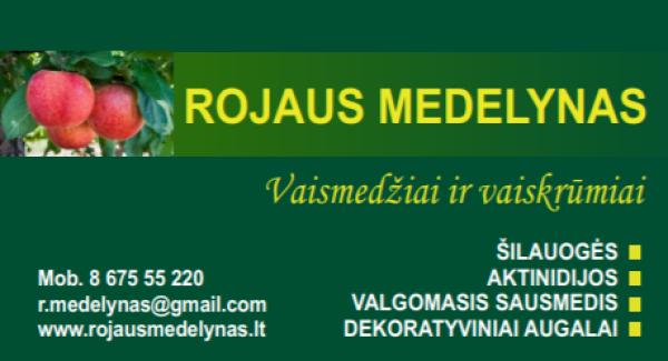 Prekyba, obelų, vyšnių, slyvų, trešnių, persikų, kriaušių, abrikosų, šilauogių sodinukais-3