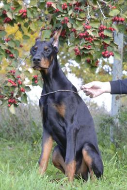 PARDUODU DOBERMANUS-3