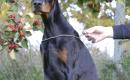PARDUODU DOBERMANUS-3