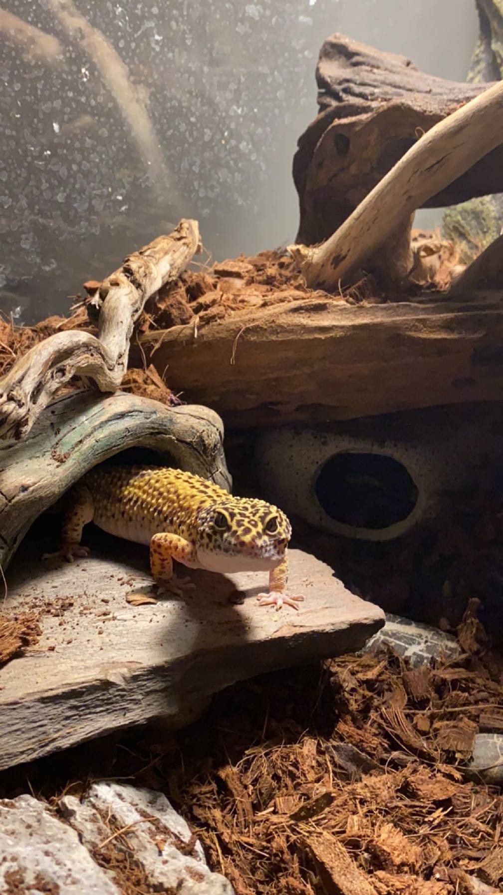 Leopardinis geckonas-0