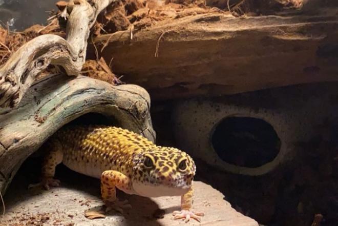 Leopardinis geckonas-0