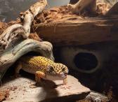 Leopardinis geckonas-0