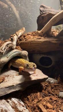 Leopardinis geckonas-0