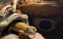 Leopardinis geckonas-0