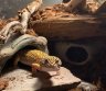Leopardinis geckonas-0