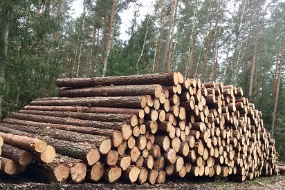 Perku statų mišką išsikirtimui-0