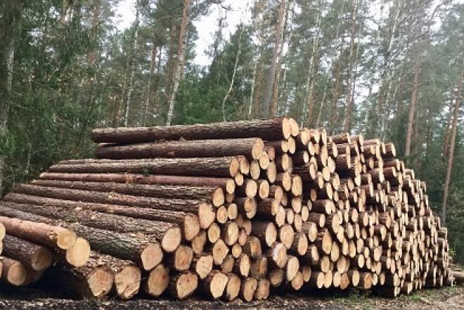 Perku statų mišką išsikirtimui-0